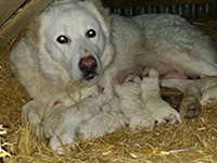 Cucciolata cane paratore/toccatore italiano